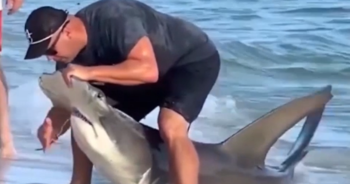 These guys rescued a hammerhead shark,